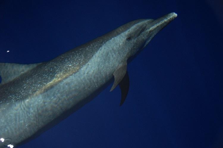 A pantropical spotted dolphin underwater.