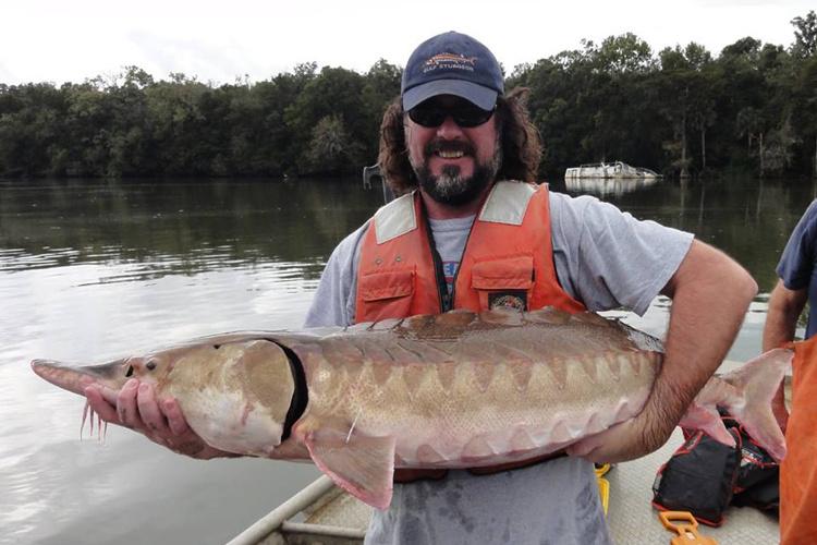 Bearded man wearing sunglasses and orange life vest smiles holding large Gulf sturgeon in both hands.