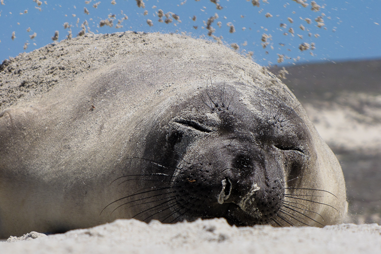 Close-up photo of northern elephant seal lying on sand with eyes closed.