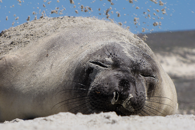 northern elephant seal pup