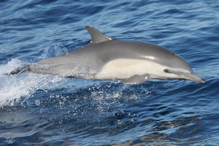 Close-up side view of a short-beaked common dolphin jumping out of the water.