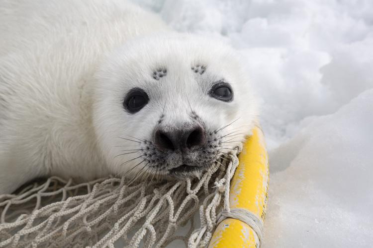 Close up of white ribbon seal pup resting on a net with snow in the background.