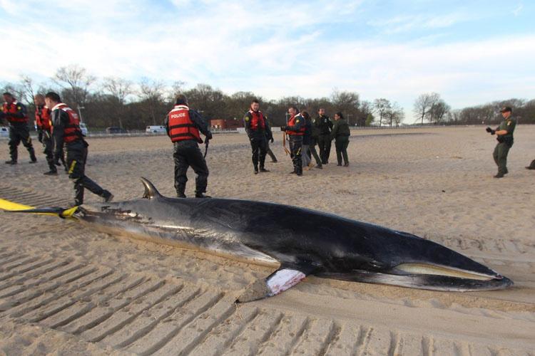 Dead minke whale body on sand with several men wearing red police life vests and uniforms in the background.
