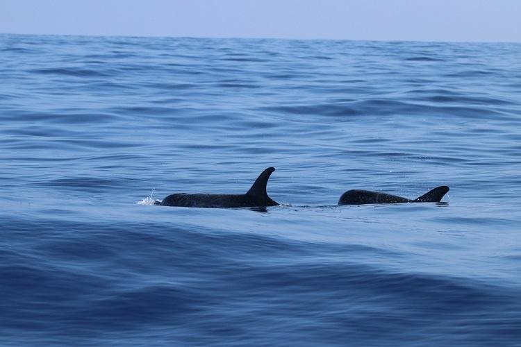 Two Risso's dolphin swimming with dorsal fins surfacing in dark blue water.