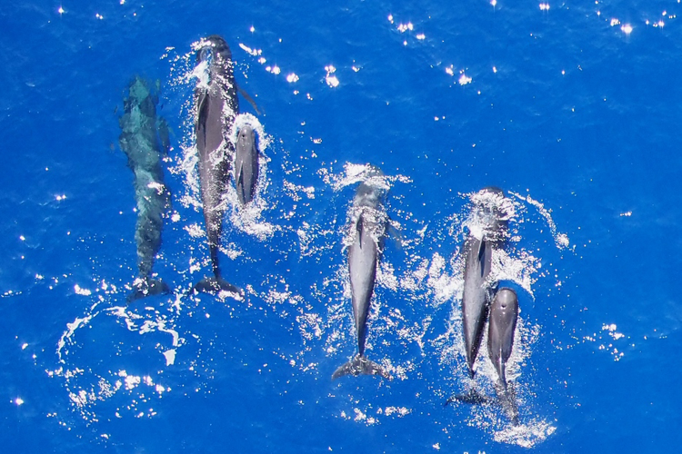 Aerial view of six short-finned pilot whales swimming in sun sparkling water.