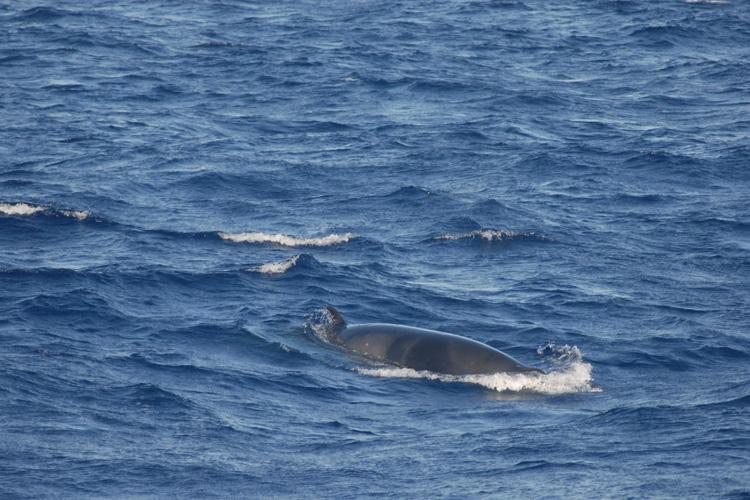 Minke whale dorsal swims in ocean water and is photographed with its fin and top of body sticking out of the water.