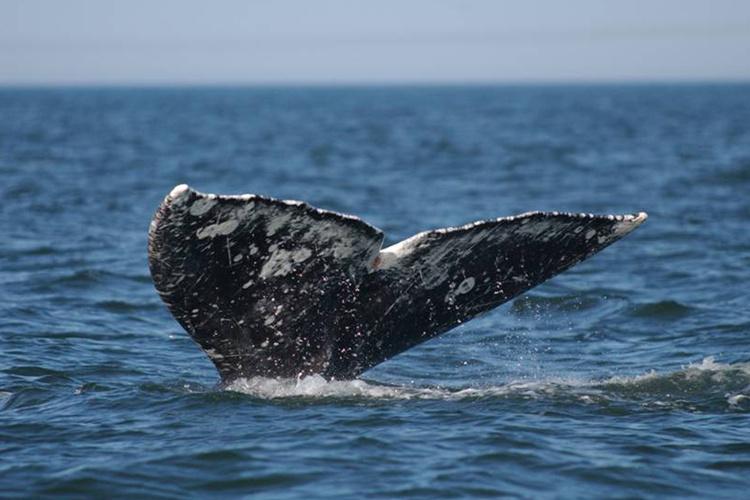 Close-up photo of gray whale fluke, or tail fins, that are dark gray, black in color with white scarring.