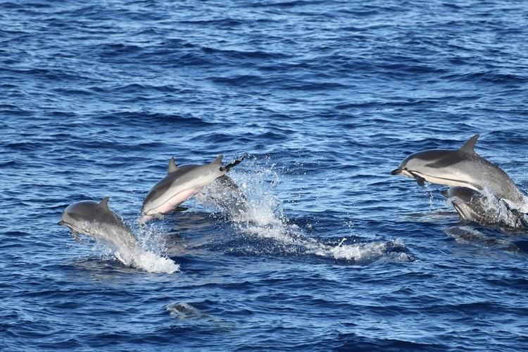 Group of striped dolphins swimming and jumping in and out of water