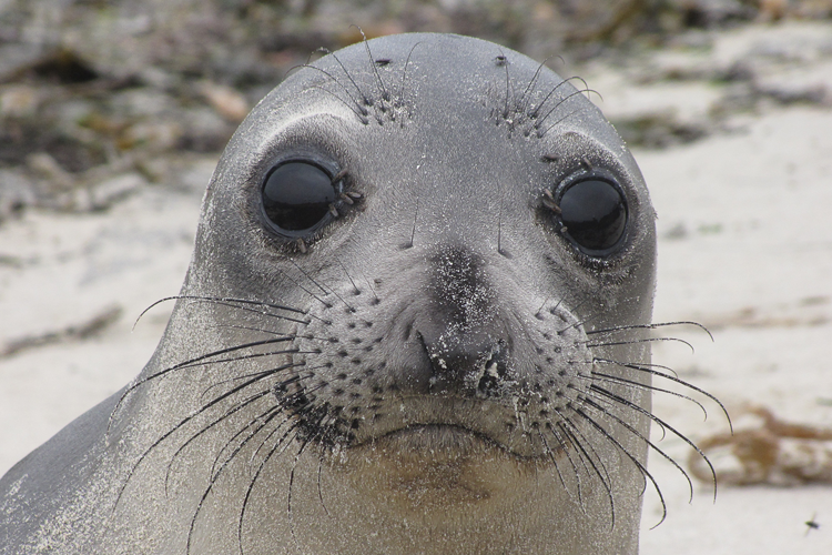 Close-up photo of juvenile elephant seal looking directly at the camera.