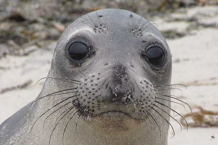 northern elephant seal pup