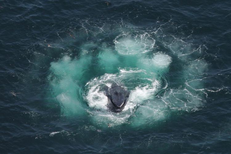 Humpback whale feeding at water's surface.
