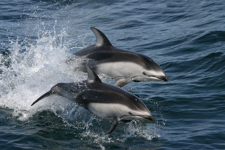 Two Pacific white-sided dolphin jumping through the air above dark blue waters.