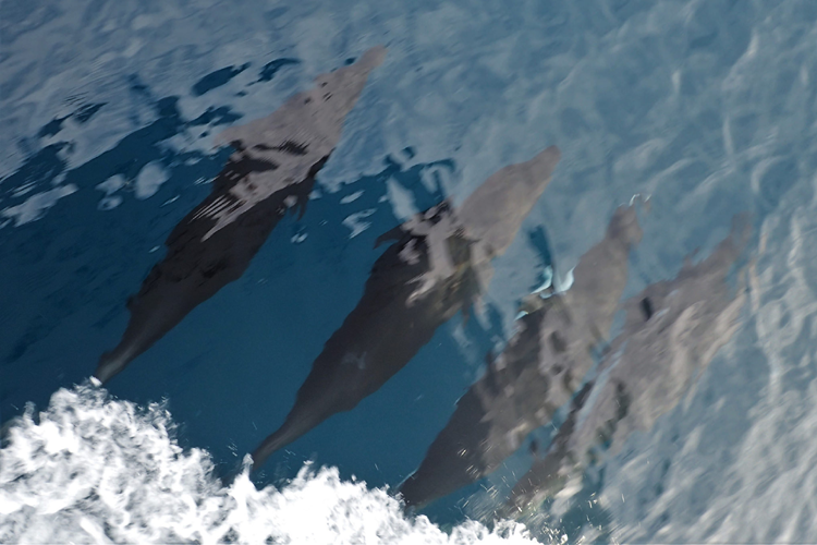 Photo of four dolphins swimming side by side.