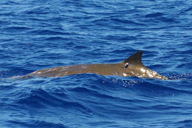 Blainville's beaked whale dorsal fin with satellite tag attached.
