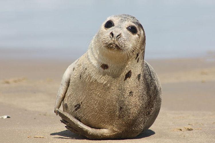Close-up photo of juvenile harp seal looking at camera while resting on sand.