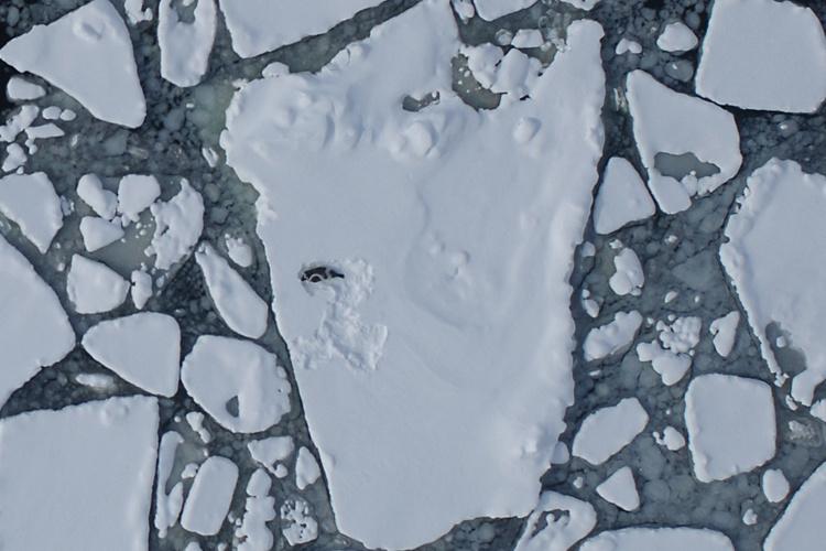 Aerial photo of sea ice with a black and white ribbon seal on the main, biggest ice in the center.