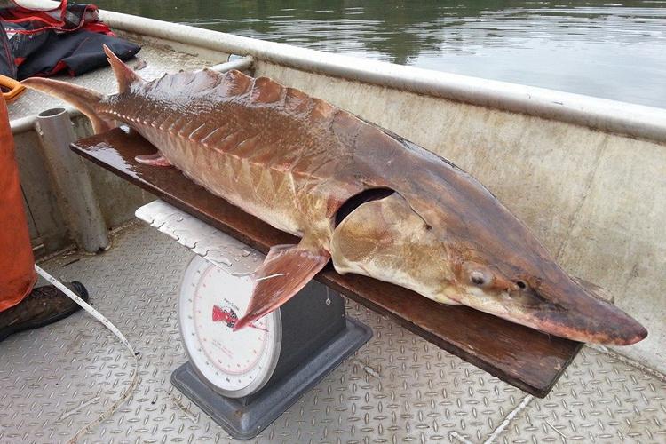Brown gulf sturgeon placed on top of scale for measuring on a boat.