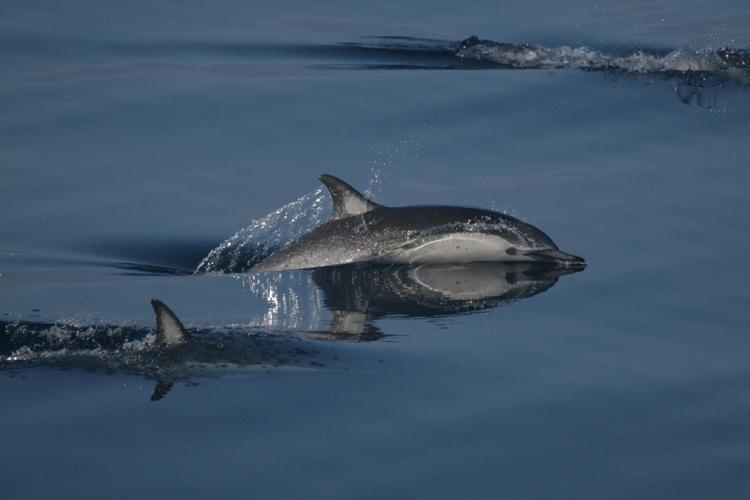 Pair of short-beaked common dolphin swimming.