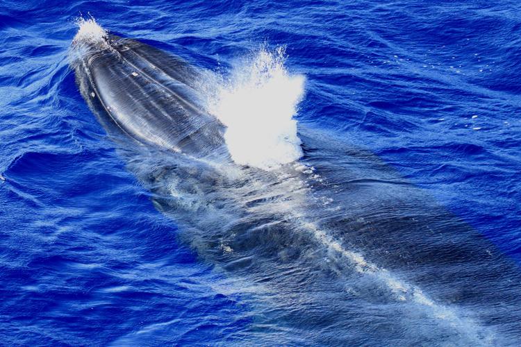 Close-up of Bryde's whale blowing out of its blowhole as it surfaces.