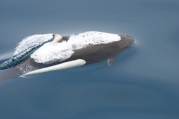Dall's porpoise surfacing out of the water.