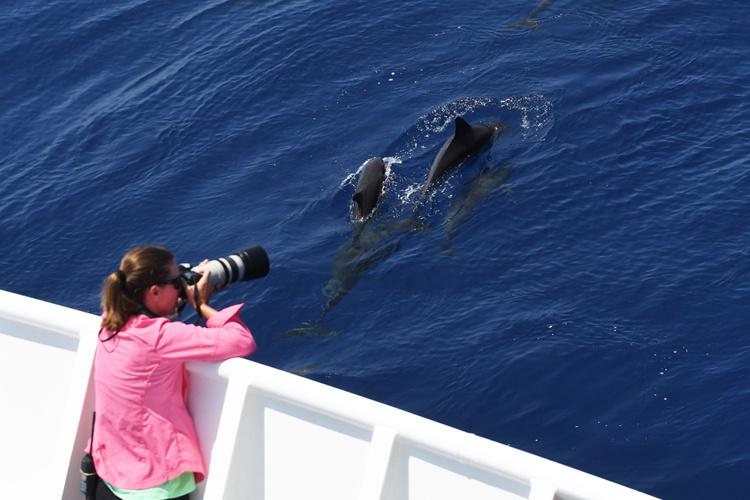 Woman with pink shirt, ponytail, and sunglasses leans over a white barrier holding a camera to her face to photograph a group of swimming melon-headed whales.