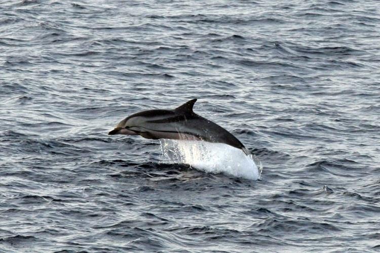 A single striped dolphin jumping and photographed mid-air.