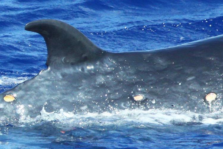 Close-up of Bryde's whale dorsal fin and pale, circular wounds as it sticks out of blue water.