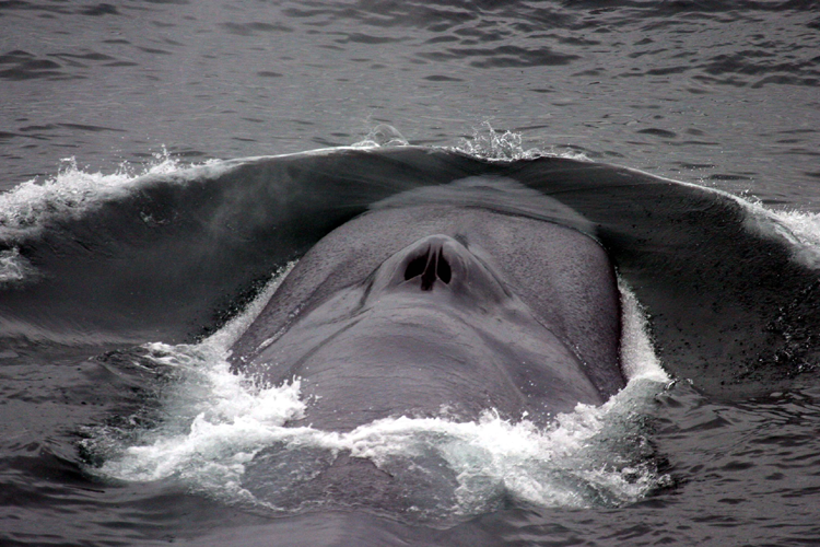 Close-up image of a blue whale