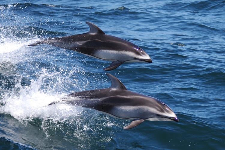 Two Pacific white-sided dolphin jumping through the air, their backs glistening.