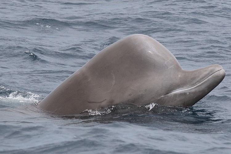 The beak and melon of a northern bottlenose whale at the water's surface.