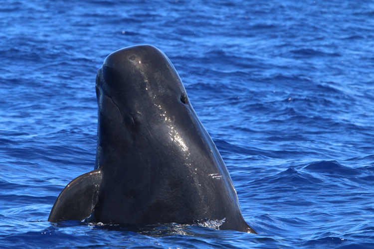 Short-finned pilot whale surfacing out of the water. Its black head, blowhole, and fin are visible coming out of dark blue water.