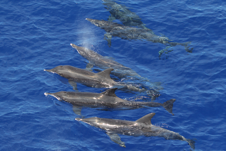 Photo of six rough-toothed dolphins swimming.