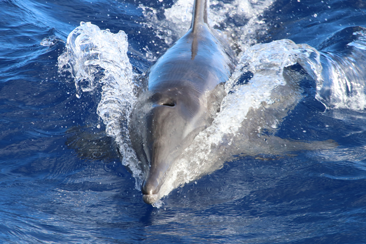 Close-up photo taken from the front showing a rough-toothed dolphin surfacing to show beak, blowhole, and dorsal fin.