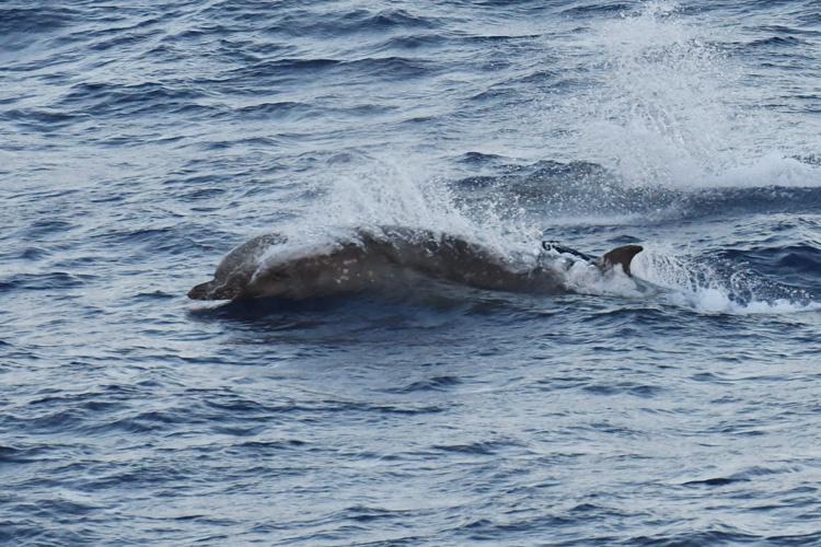 Longman's beaked whale photographed surfacing.