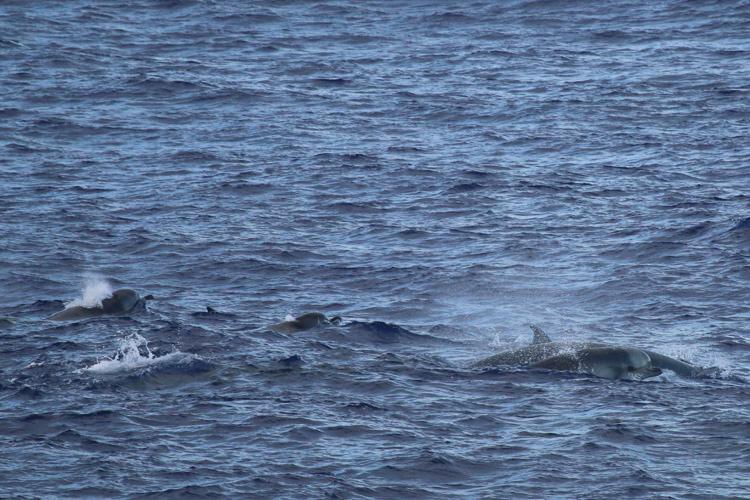 Group of Longman's beaked whales swimming in dark waters.