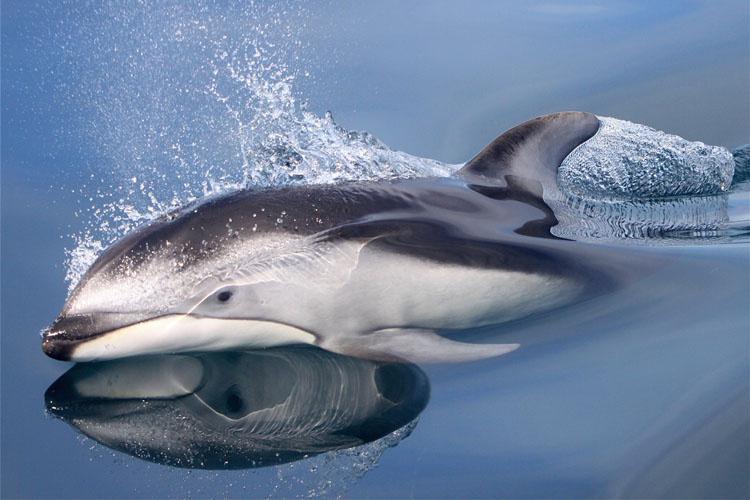 Close-up of a Pacific white-sided dolphin surfacing out of the water.