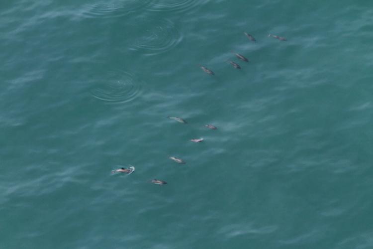 A group of harbor porpoises swimming in the ocean.