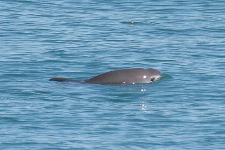 Vaquita at the water's surface with head and dorsal fin slightly visible.