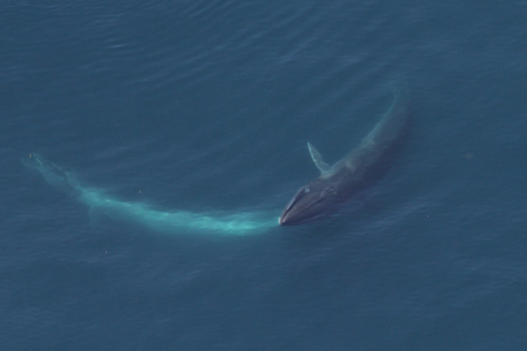 A sei whale feeding.