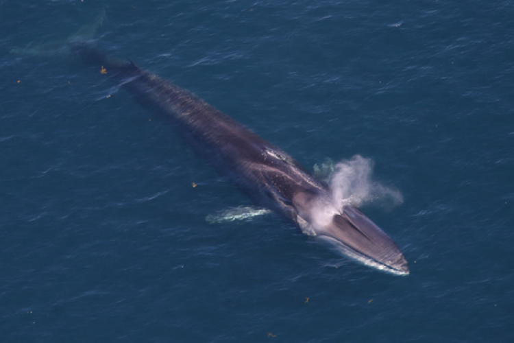 An aerial shot of a dark gray fin whale blowing out of its blow hole.