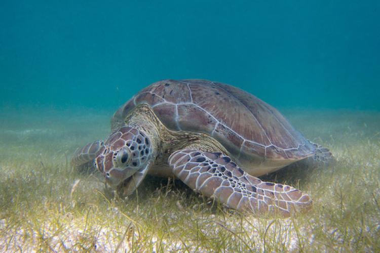 Green sea turtle grazing on seagrass on ocean floor.