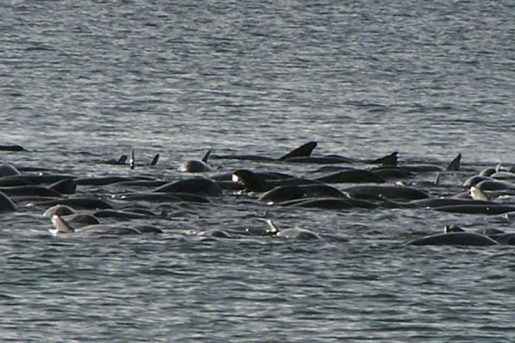 Melon-headed whales swimming in tight circles in Hanalei Bay, Hawaii.