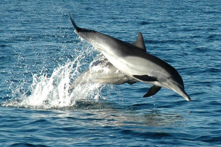 Along-beaked common dolphin swimming and jumping back down into the water.