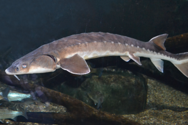Side profile photo of shortnose sturgeon swimming.