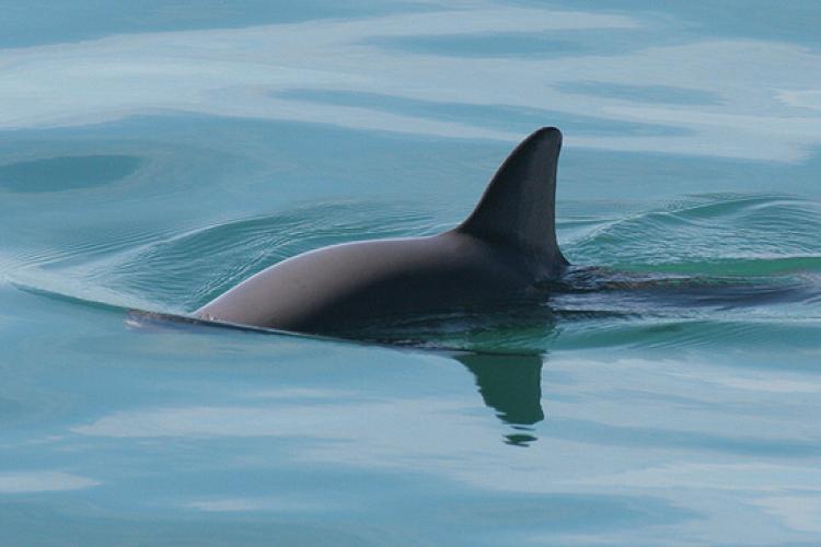 Vaquita swimming with dorsal fin sticking out of the light blue water.