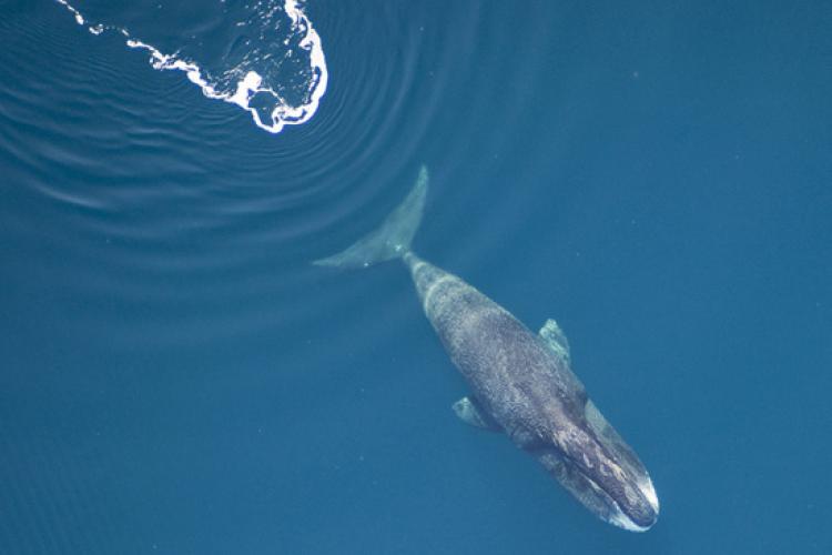 An aerial photo of a bowhead whale.