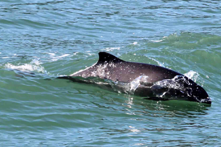 Harbor porpoise in surf.