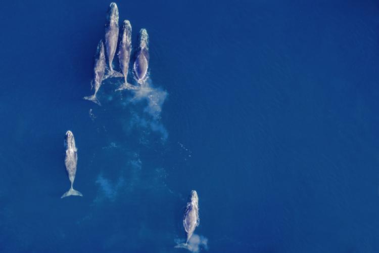 Aerial view of bowhead whale pod consisting of six whales.