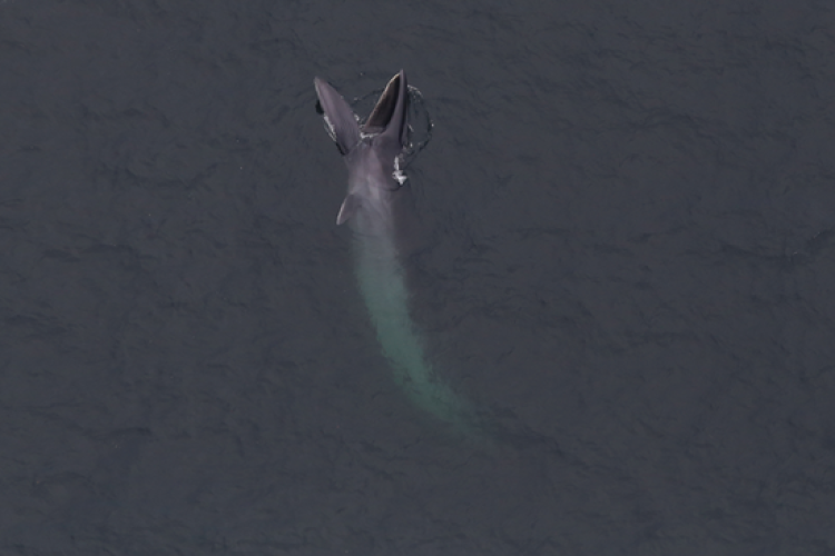 Aerial photo of a sei whale coming out of the water for feeding.