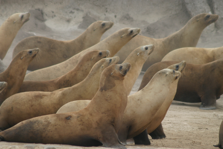 Large group of sea lions looking and moving towards something to the right off camera